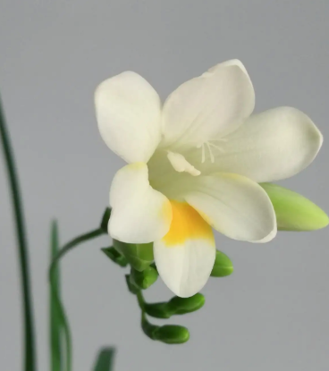 养香雪兰花吉利吗