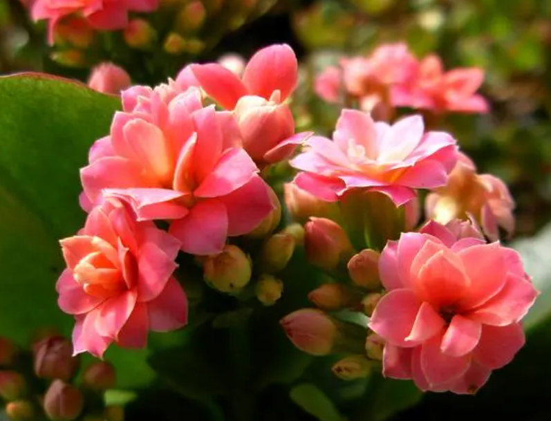 长寿花多少天浇一次水呢