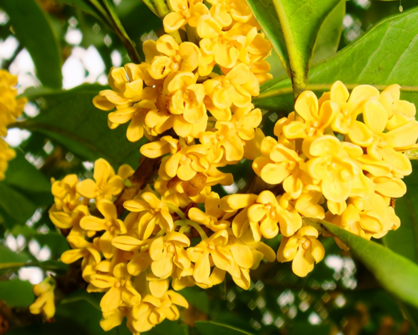 桂花树有什么养护技巧呢