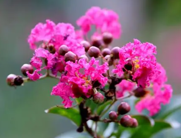 紫薇花什么季节移栽最合适