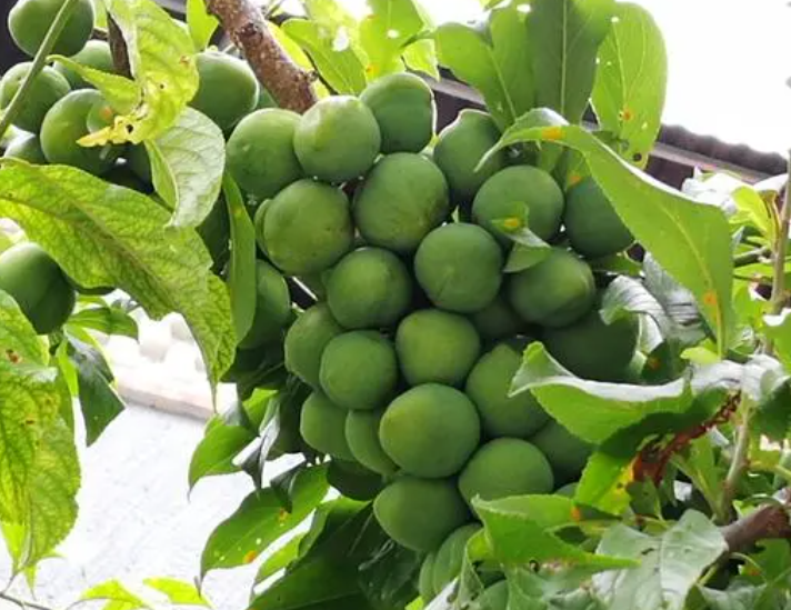 李子树施肥最佳时间是什么时候呢