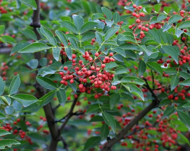 三年花椒树剪枝头吗
