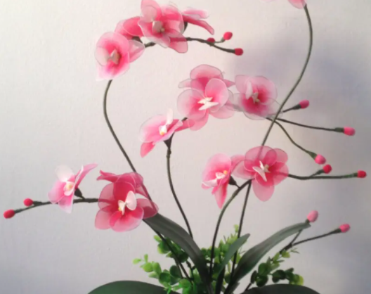 客厅全年开花好养的植物有哪些呢