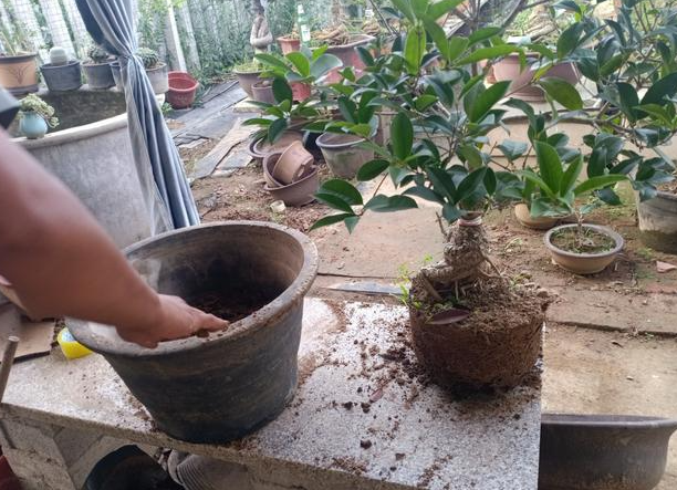 桂花换盆时间和方法