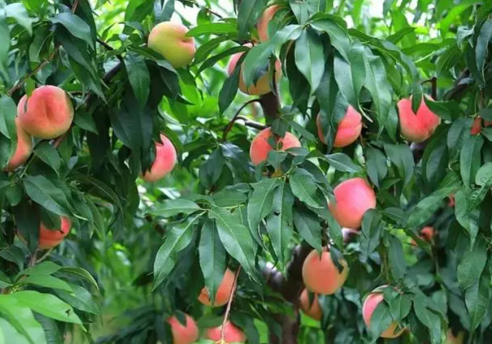 桃树新品种哪个好