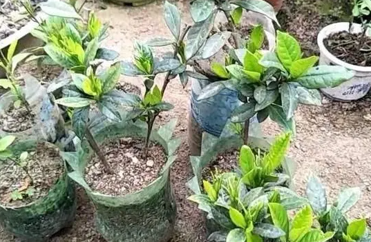 栀子花扦插技术