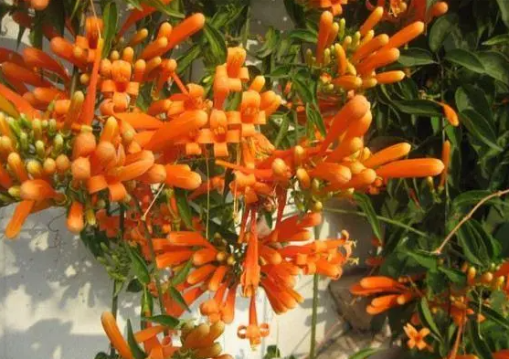 炮仗花什么时候扦插