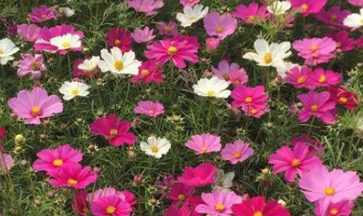 波斯菊从播种到开花需要多少时间