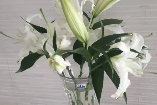 百合花水培怎么养