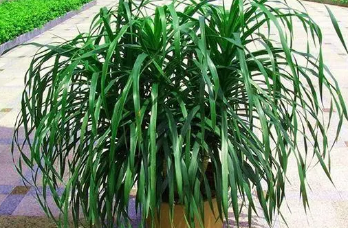 香龙血树不能养太久