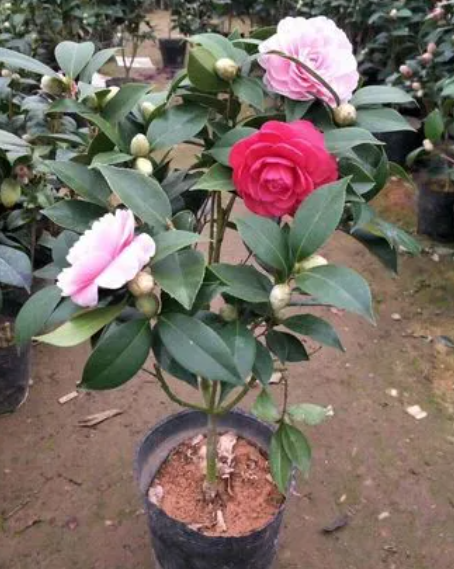 茶花苗是怎么种出来的