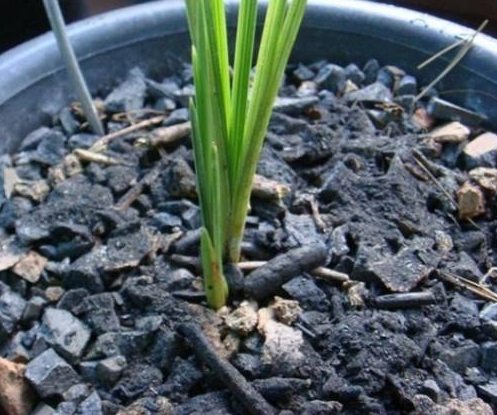 草木灰泡水浇兰花好不好