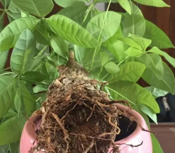 发财树多长时间换土