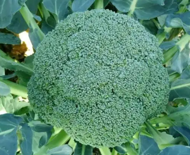 耐寒的西兰花品种