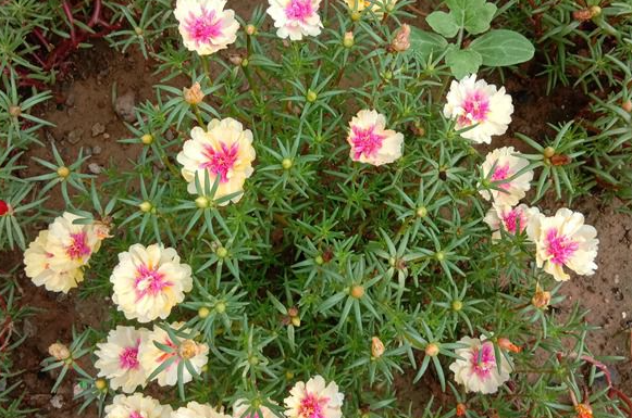 太阳花种子什么时候开花