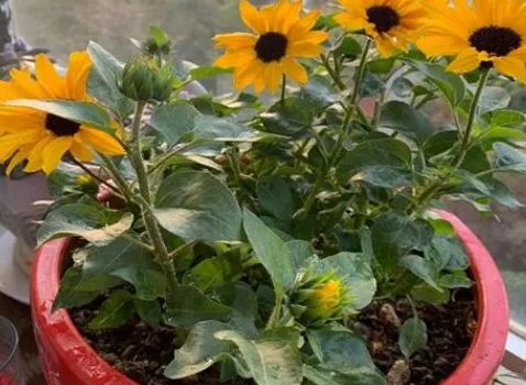 葵花多久浇一次水