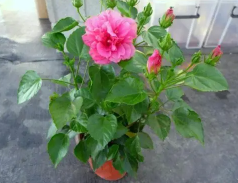 扶桑花换盆后容易出现的问题