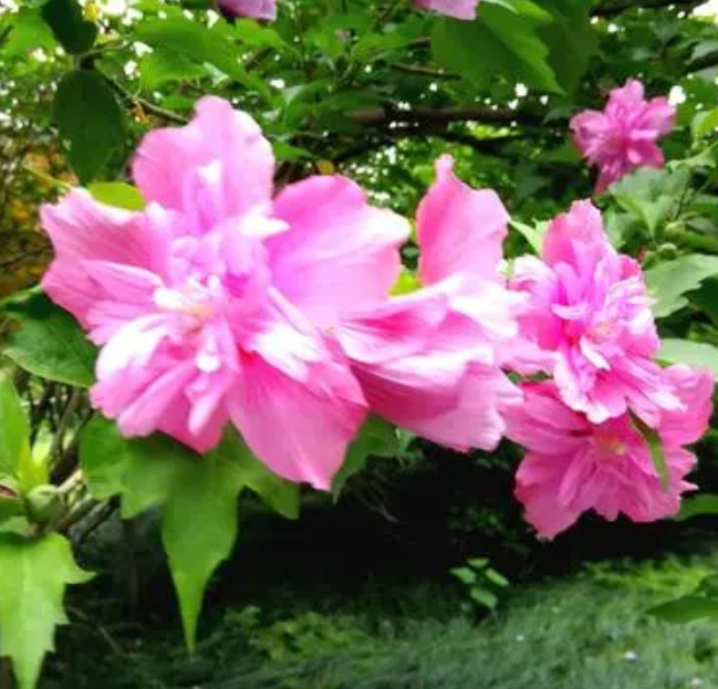 为什么劝君莫种木槿花