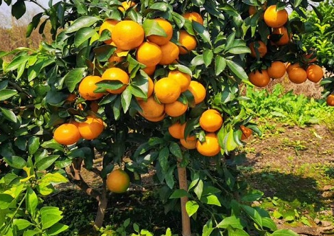 桔子树风水禁忌