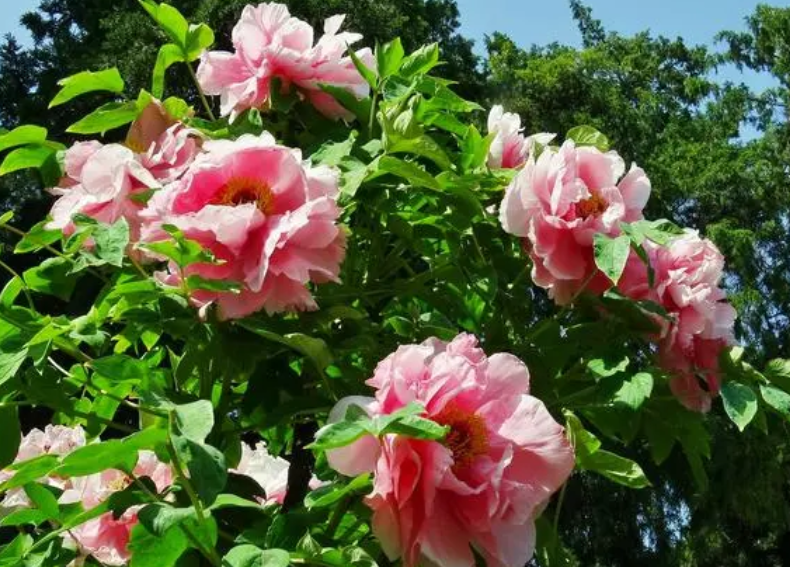 十种最吉利的镇宅花