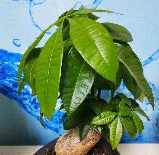 发财树可以用硫酸亚铁肥料吗