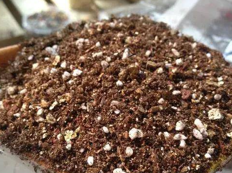 河沙和煤渣哪个养花好