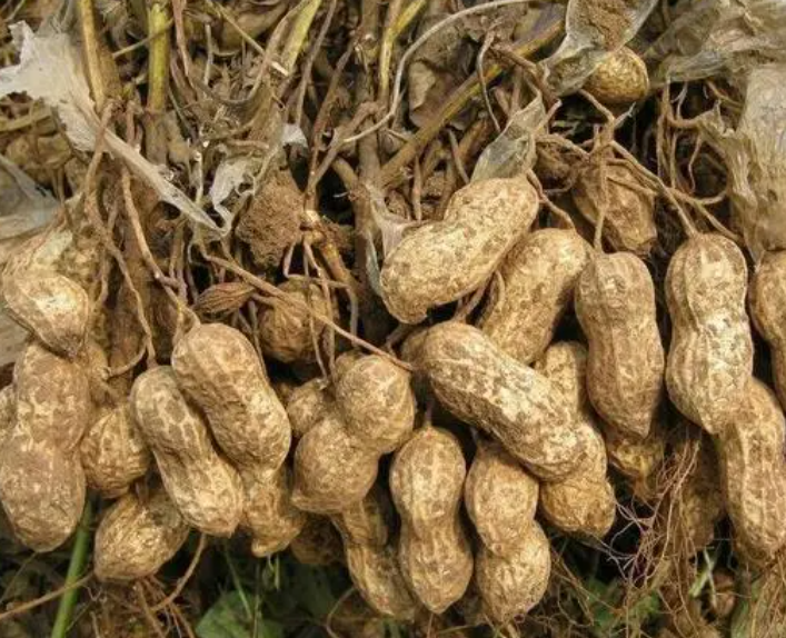 花生一般亩产多少斤