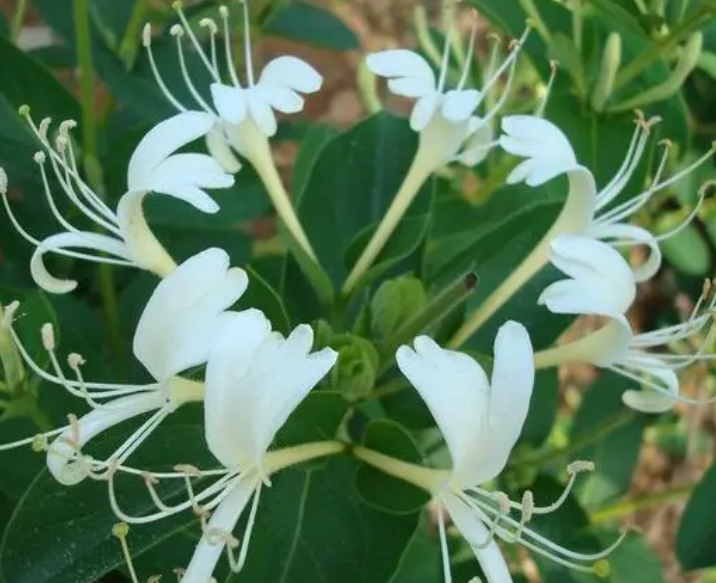 金银花水插易生根吗