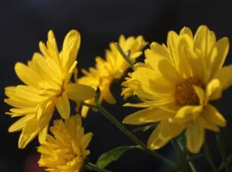 门前菊花的风水禁忌是什么呢