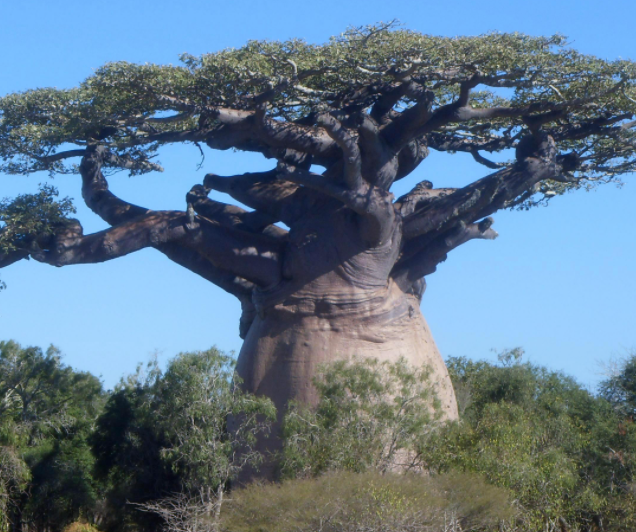 猴面包树为什么能储存水