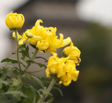 菊花夏天怎么修剪