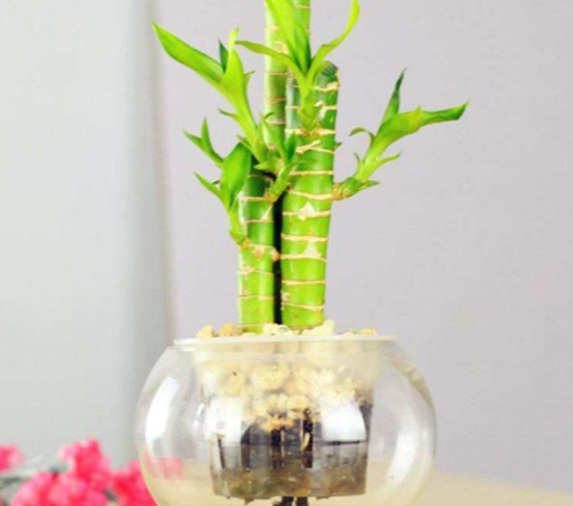 水养富贵竹会开花吗