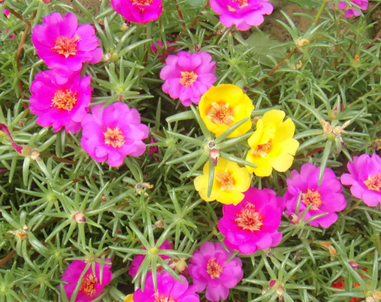 太阳花种子的种植方法是什么呢