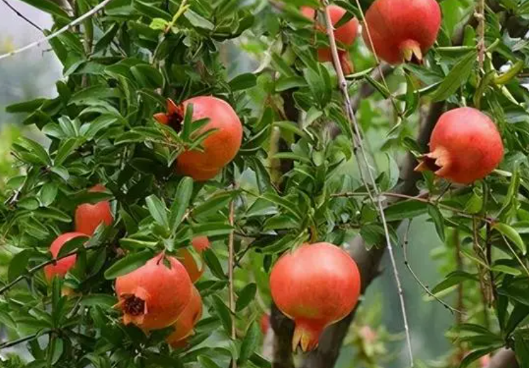 石榴树移栽时间和方法是什么呢