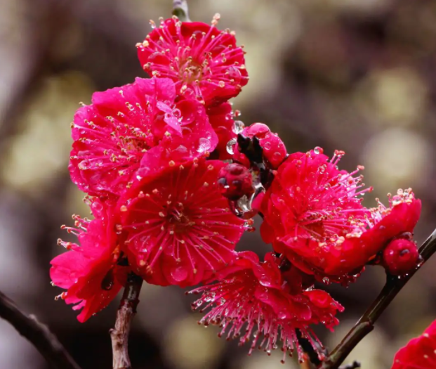 朱砂梅几月份发芽开花