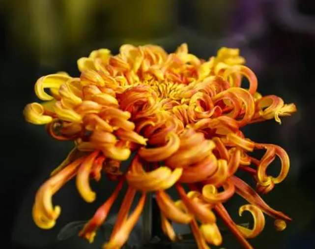 庭院种菊花有忌讳吗