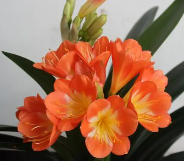 君子兰留种影响花期吗