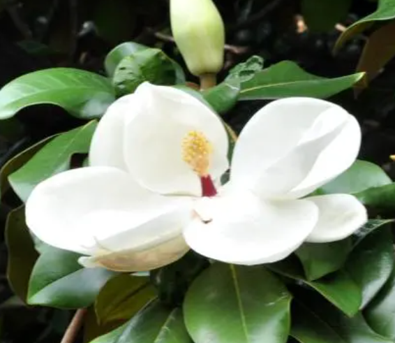 广玉兰是常绿树还是落叶树