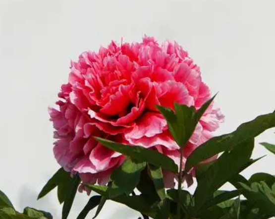 牡丹花谢了之后如何管理