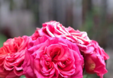 月季都是新枝开花吗