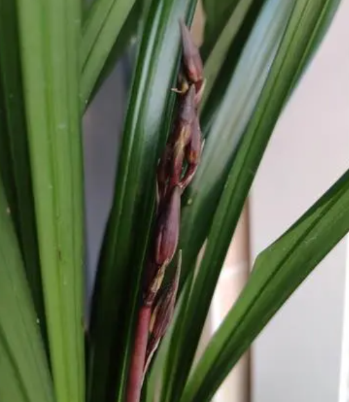 兰花长花剑后应该怎么养护