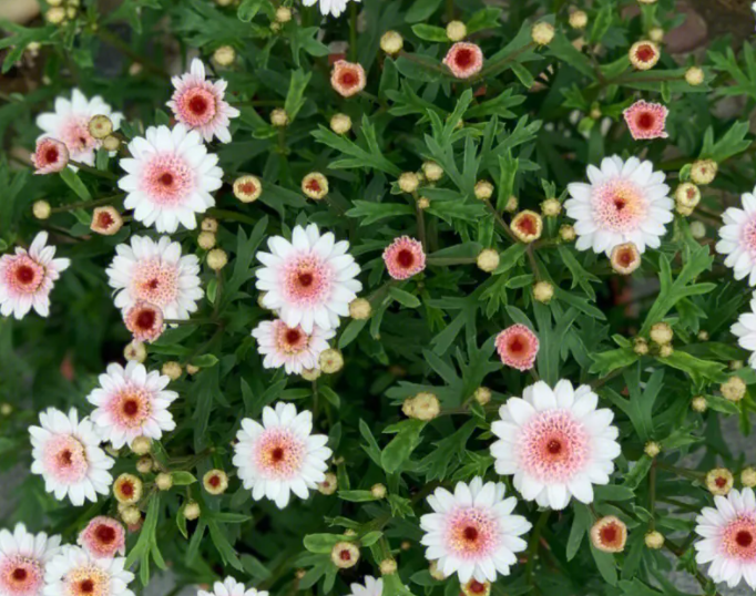 玛格丽特花冬天开花吗