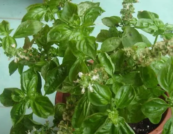 香花子的功效与作用