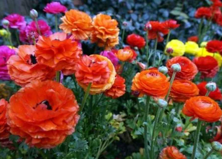 花毛茛北方地栽能安全越冬吗