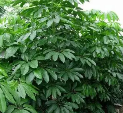 摇钱树掉叶子怎么处理怎么补救