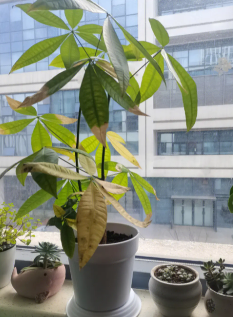 发财树冬天叶子会掉吗