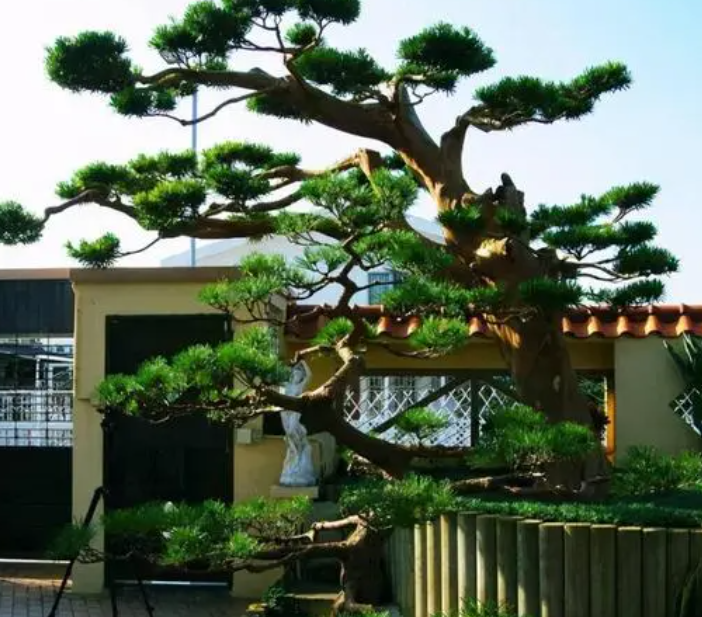 南方十大名贵庭院树种