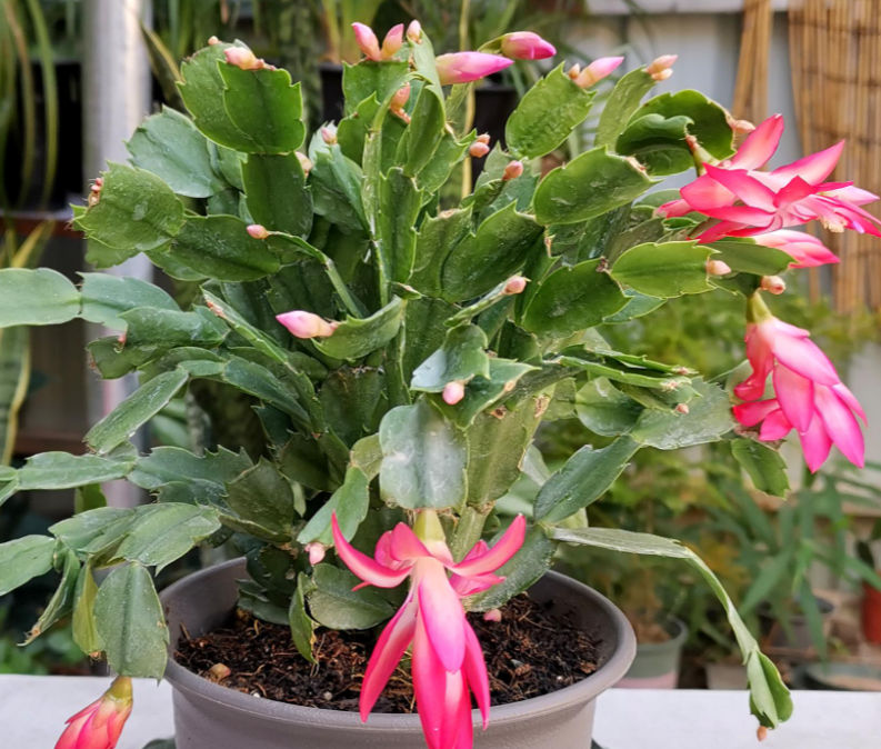 蟹爪兰怎么能让它开花