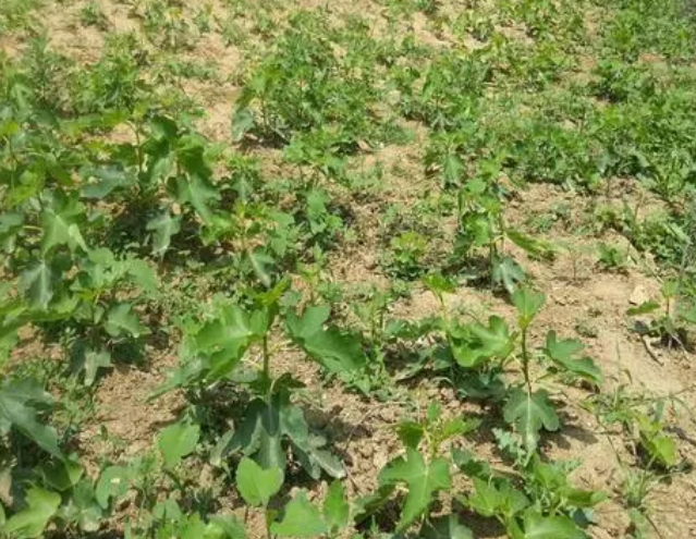 现在栽树苗能活吗