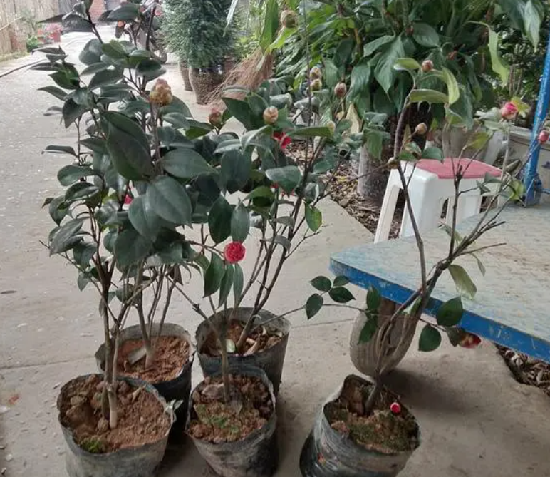 茶花移栽最佳时间是几月份